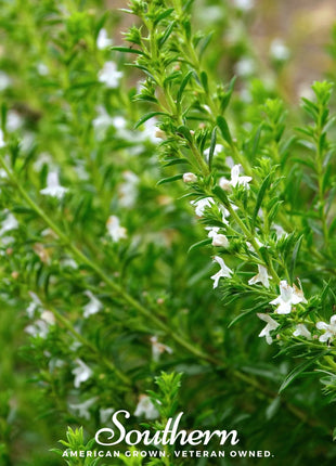 Winter Savory – 100 Seeds