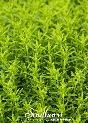 Winter Savory – 100 Seeds
