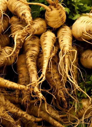Harris Model Parsnip – 100 Seeds