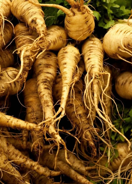 Harris Model Parsnip – 100 Seeds