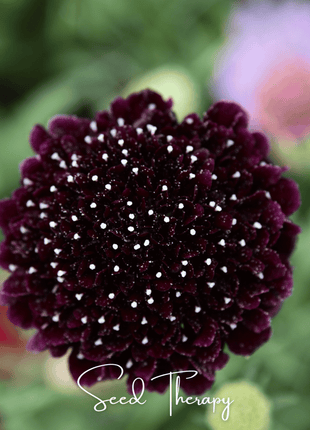 Black Knight Scabiosa – 30 Seeds