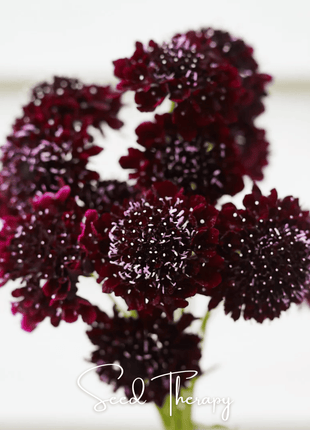 Black Knight Scabiosa – 30 Seeds