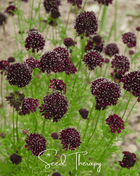 Black Knight Scabiosa – 30 Seeds