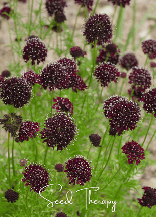 Black Knight Scabiosa – 30 Seeds