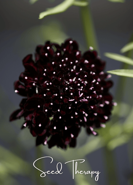 Black Knight Scabiosa – 30 Seeds