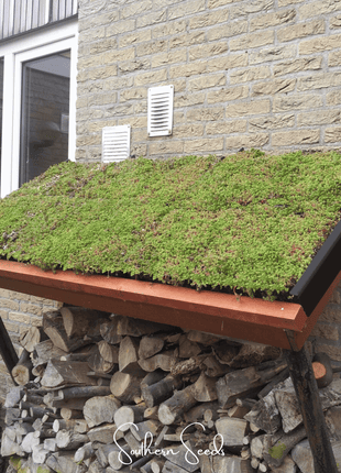 Sedum Roof Mix – 500 Seeds