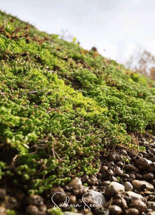 Sedum Roof Mix – 500 Seeds