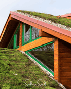 Sedum Roof Mix – 500 Seeds