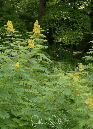 Wild Senna – 20 Seeds