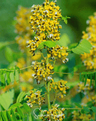 Wild Senna – 20 Seeds