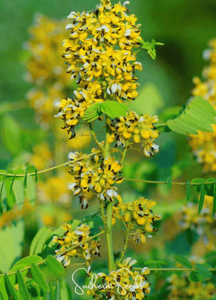 Wild Senna – 20 Seeds
