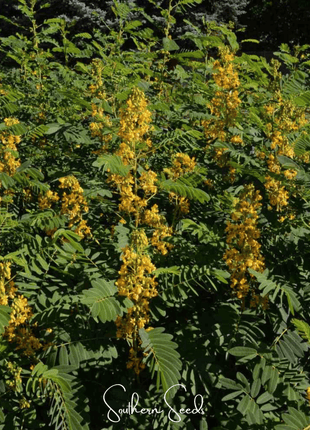 Wild Senna – 20 Seeds