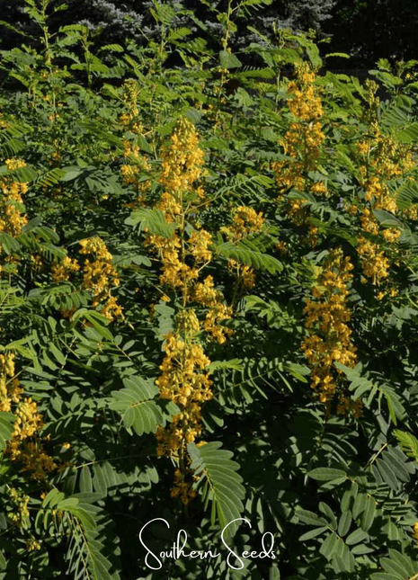 Wild Senna – 20 Seeds