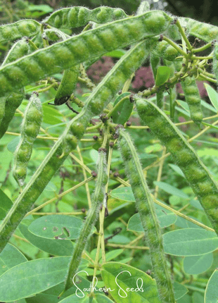 Wild Senna – 20 Seeds
