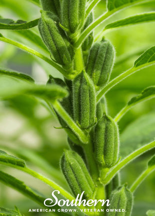 Black Sesame – 100 Seeds