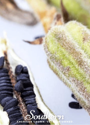 Black Sesame – 100 Seeds
