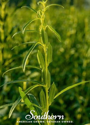 Black Sesame – 100 Seeds