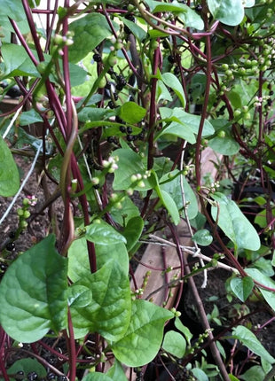 Malabar Red Spinach – 50 Seeds