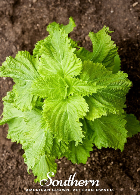 Green Shiso – 200 Seeds