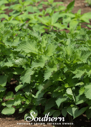 Green Shiso – 200 Seeds
