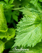 Green Shiso – 200 Seeds