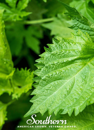 Green Shiso – 200 Seeds
