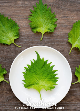 Green Shiso – 200 Seeds