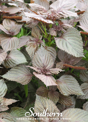 Red Shiso – 200 Seeds
