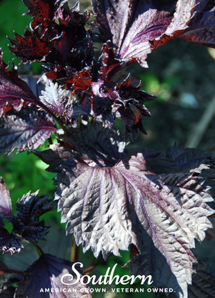 Red Shiso – 200 Seeds