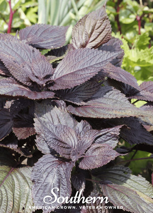 Red Shiso – 200 Seeds