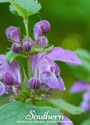 Official Mad Dog Skullcap – 50 Seeds