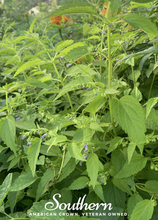 Official Mad Dog Skullcap – 50 Seeds