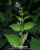 Official Mad Dog Skullcap – 50 Seeds