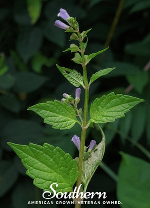 Official Mad Dog Skullcap – 50 Seeds