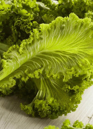 Southern Giant Mustard – 250 Seeds