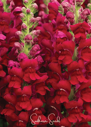 Defiance Snapdragon – 200 Seeds