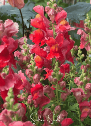 Defiance Snapdragon – 200 Seeds