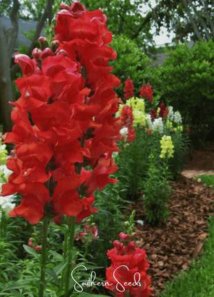 Defiance Snapdragon – 200 Seeds
