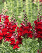 Defiance Snapdragon – 200 Seeds