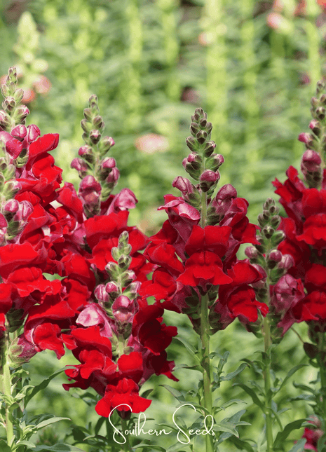 Defiance Snapdragon – 200 Seeds