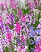 Northern Lights Toadflax Mix – 200 Seeds