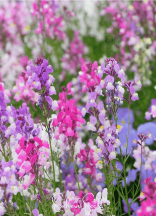 Northern Lights Toadflax Mix – 200 Seeds