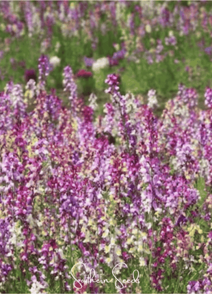 Northern Lights Toadflax Mix – 200 Seeds