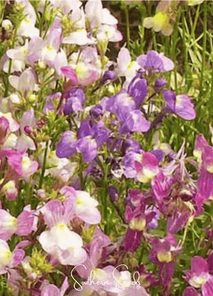 Northern Lights Toadflax Mix – 200 Seeds