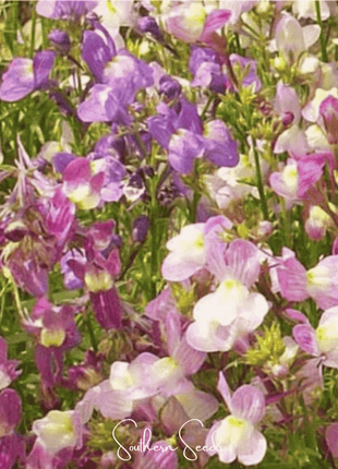 Northern Lights Toadflax Mix – 200 Seeds