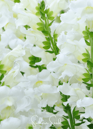 Snowflake Snapdragon (Antirrhinum majus) – 200 Seeds