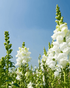 Snowflake Snapdragon (Antirrhinum majus) – 200 Seeds