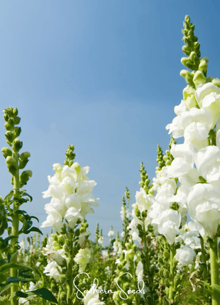 Snowflake Snapdragon (Antirrhinum majus) – 200 Seeds