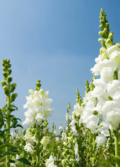 Snowflake Snapdragon (Antirrhinum majus) – 200 Seeds