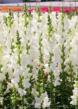 Snowflake Snapdragon (Antirrhinum majus) – 200 Seeds